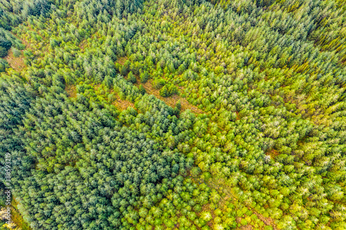 Amazing aerial of forest in County Donegal - Ireland