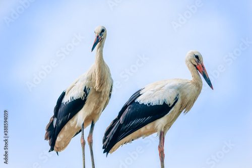 White stork pair