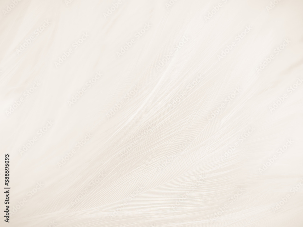 Beautiful abstract gray feathers on white background and soft white feather texture on white pattern and brown background, white texture wallpaper, love theme, valentines day Beautiful abstract gray feathers on white background and soft white feather texture on white pattern and brown background, white texture wallpaper, love theme, valentines day