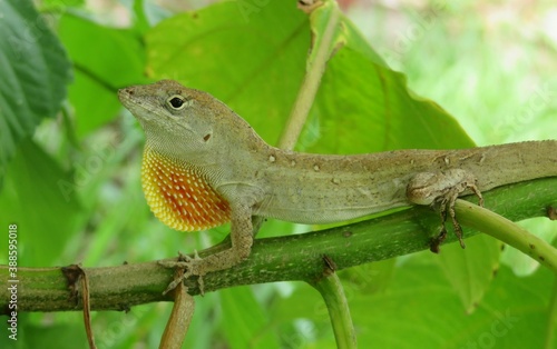 Brown anole lizard resting on a plant branch in Florida wild, closeup © natalya2015