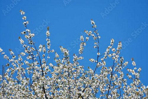 Sky Spring Tree Blossom