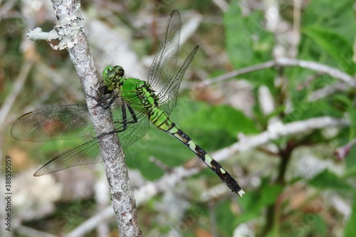Green tropical dragonfly on a branch in Florida wild, closeup