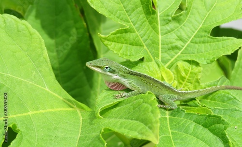 Green anole lizard on green plant in Florida nature, closeup