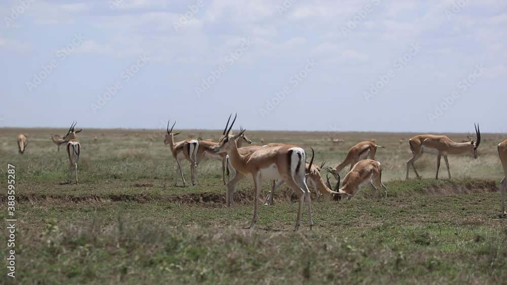 Herd of Grant's Gazelle in the Serengeti Herd of Grant's Gazelle in the Serengeti
