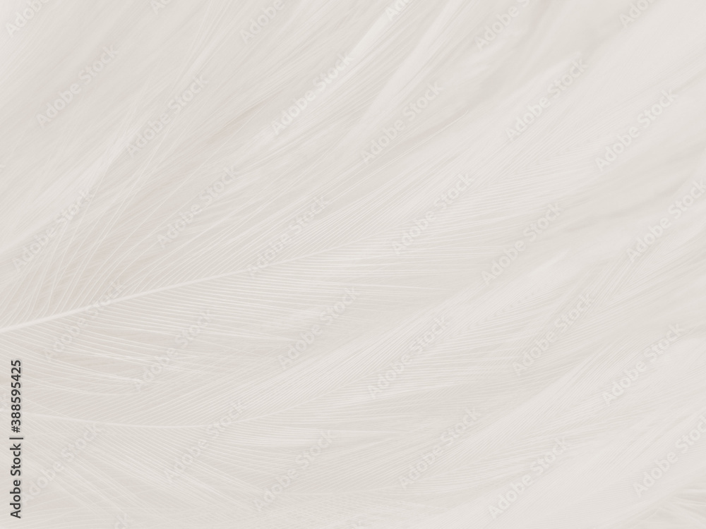 Beautiful abstract gray feathers on white background and soft white feather texture on white pattern and brown background, white texture wallpaper, love theme, valentines day Beautiful abstract gray feathers on white background and soft white feather texture on white pattern and brown background, white texture wallpaper, love theme, valentines day