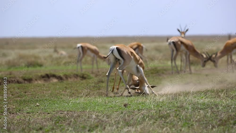 Herd of Grant's Gazelle in the Serengeti 2 males fighting Herd of Grant's Gazelle in the Serengeti 2 males fighting