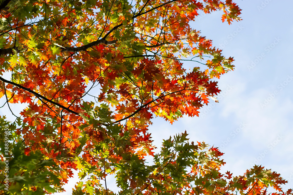 A beautiful tree with bright colorful leaves. Autumn concept. A beautiful tree with bright colorful leaves. Autumn concept.