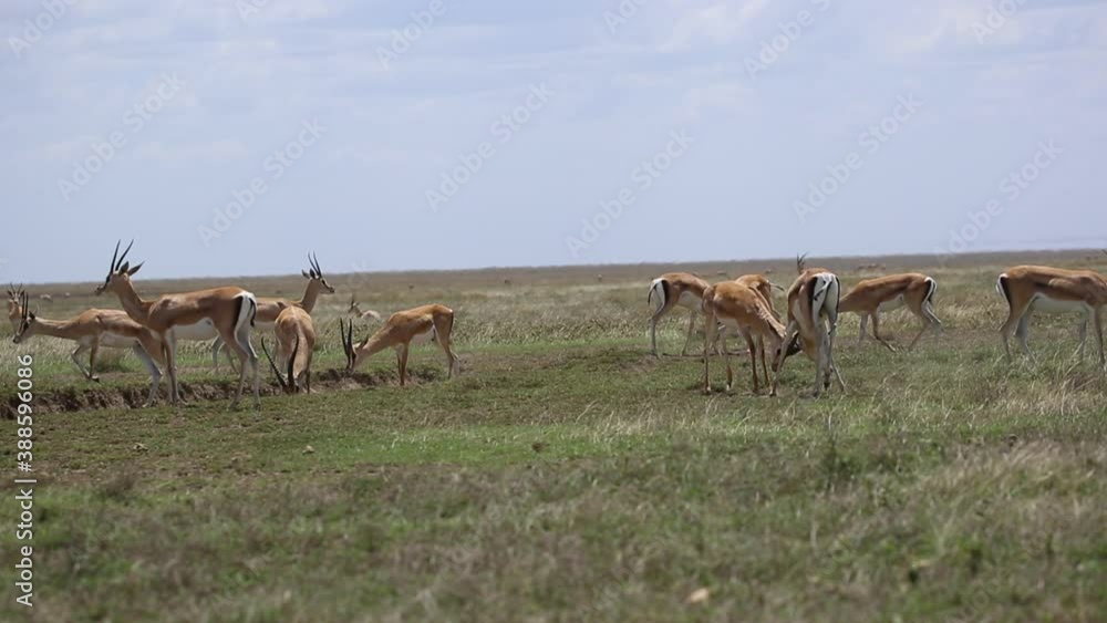 Herd of Grant's Gazelle in the Serengeti 2 males fighting Herd of Grant's Gazelle in the Serengeti 2 males fighting