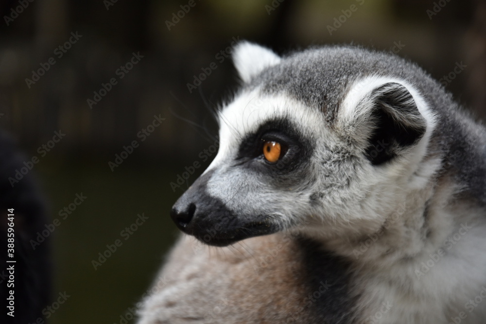 ring lemur ring lemur