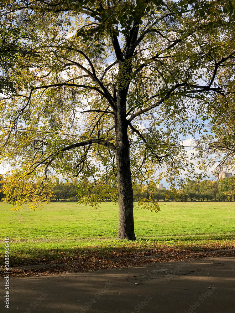 Obraz premium trees in the park