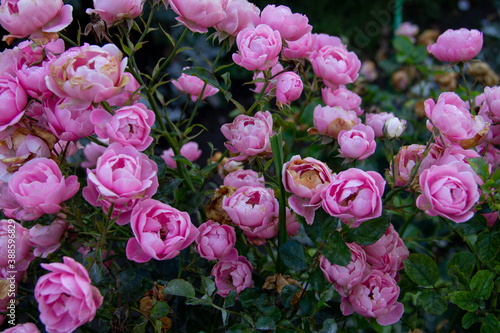 Fototapeta Naklejka Na Ścianę i Meble -  natural background of pink garden rose flowers