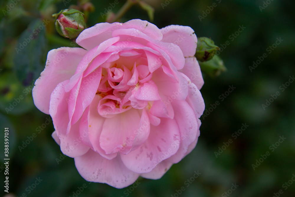 pink rose flower covered with water drops close up