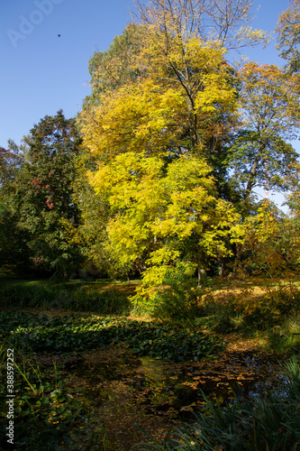 autumn landscape trees with yellow foliage in the forest