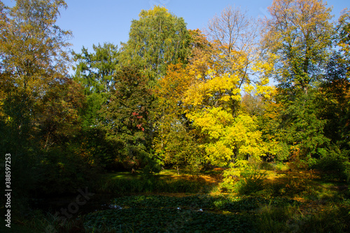 autumn landscape trees with yellow foliage in the forest