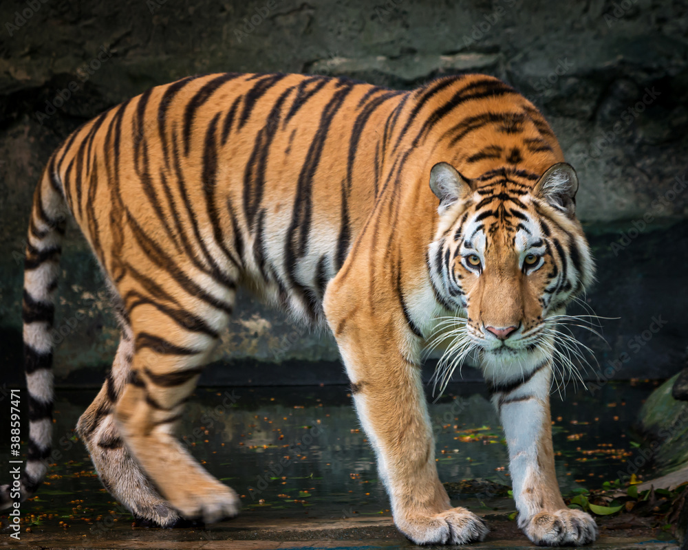 Fototapeta premium The tiger prowl for food in the forest / wild animal in nature.