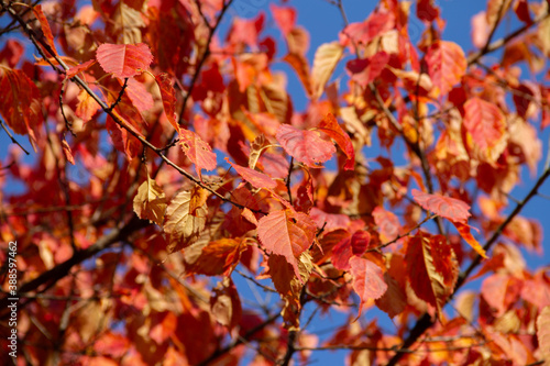 bright autumn leaves on a branch close-up