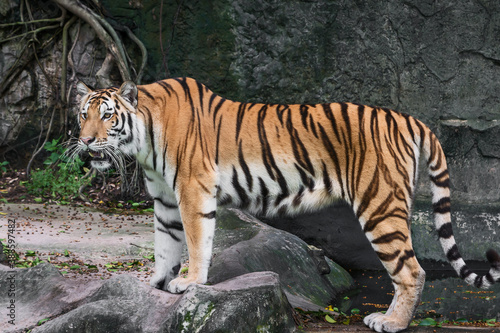 The tiger stands to look at something with interest.  Panthera tigris corbetti  in the natural habitat  wild dangerous animal in the natural habitat  in Thailand.