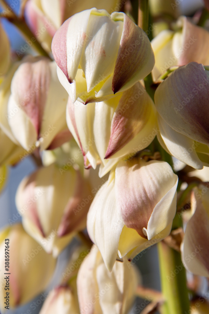 delicate flowers of the Yucca plant close up