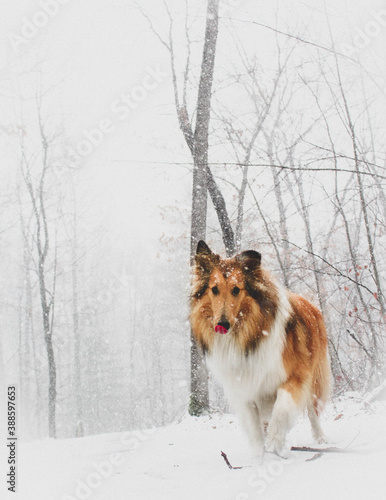 border collie dog © Matt