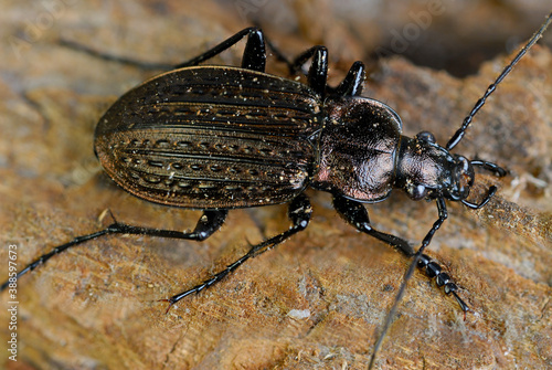 Sharp Top view of Common Black Ground Beetle