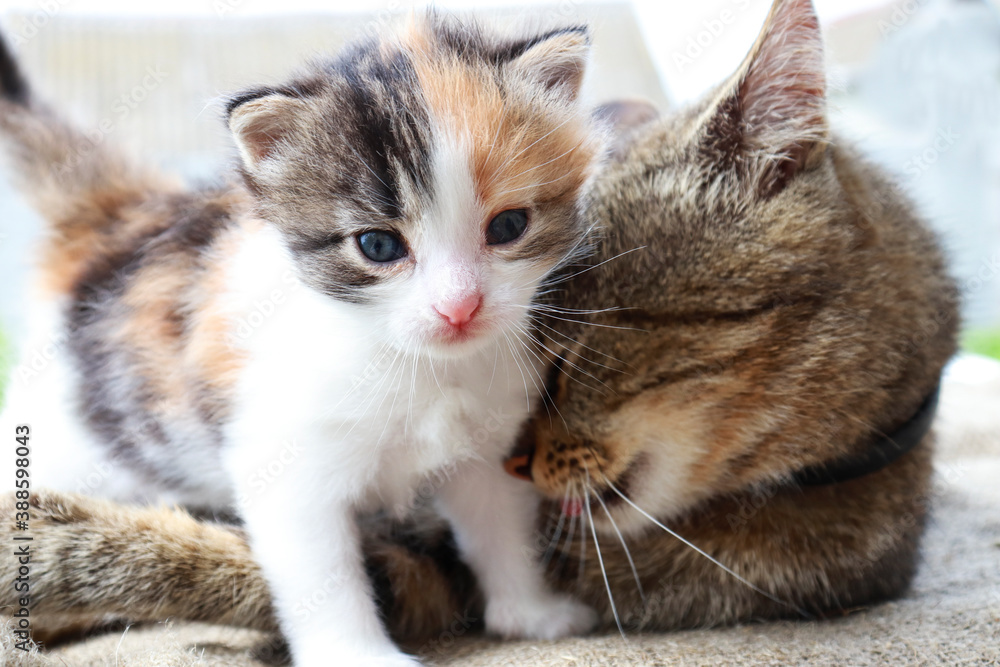 Mom cat and tricolor kitten play together. The concept of maternal love and care.