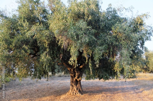 View of olive tree in a grove located in the outskirts of Athens in Attica  Greece.