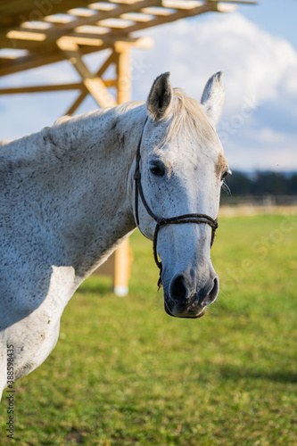 Fototapeta Naklejka Na Ścianę i Meble -  Portrait of beautiful white horse