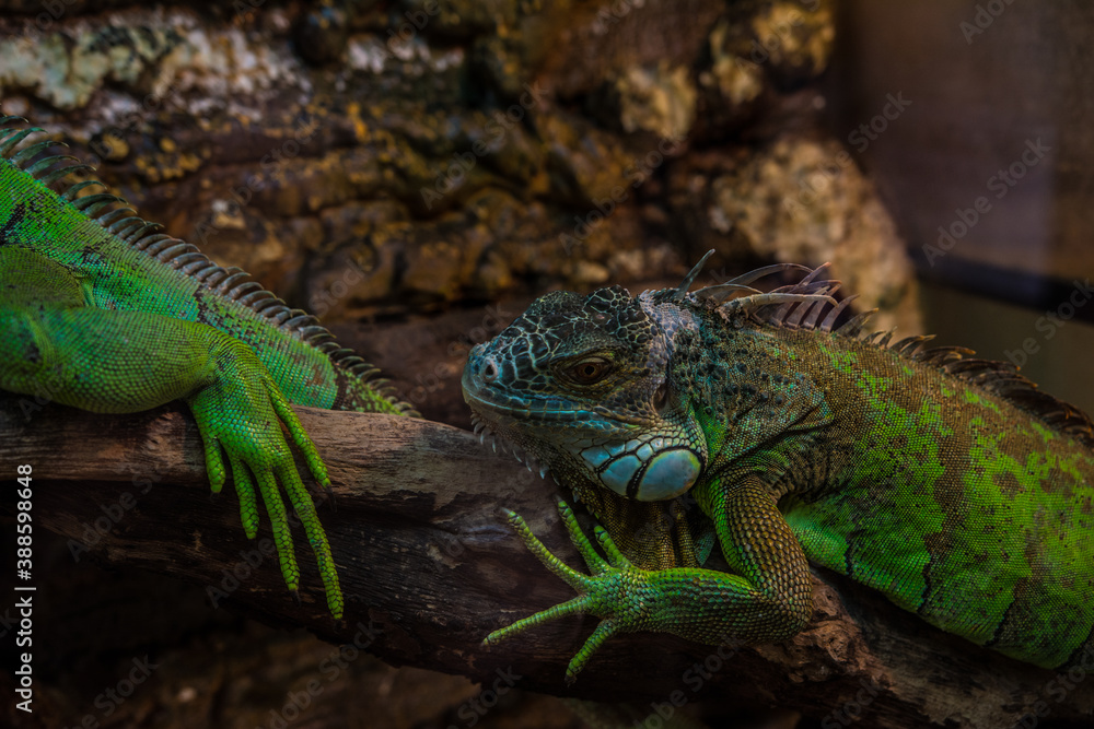 Iguana bright green color sitting on a branch. Iguana bright green color sitting on a branch.