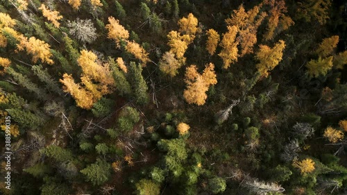 A slow aerial over a late autumn boreal forest in the Canadian shield.  Whiteshell provincial park.  Dead trees and brush scattered among the foliage.  Top down shot. photo