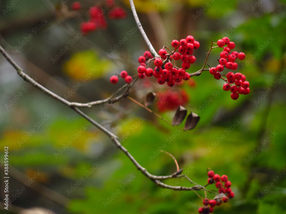 red berries on a bush