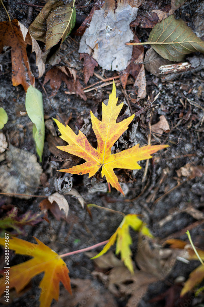 fallen maple yellow leaf on the path, natural background fallen maple yellow leaf on the path, natural background