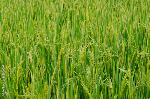green paddy field