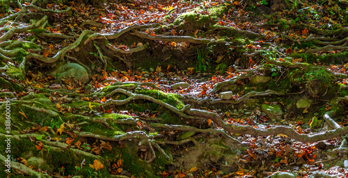 Roots