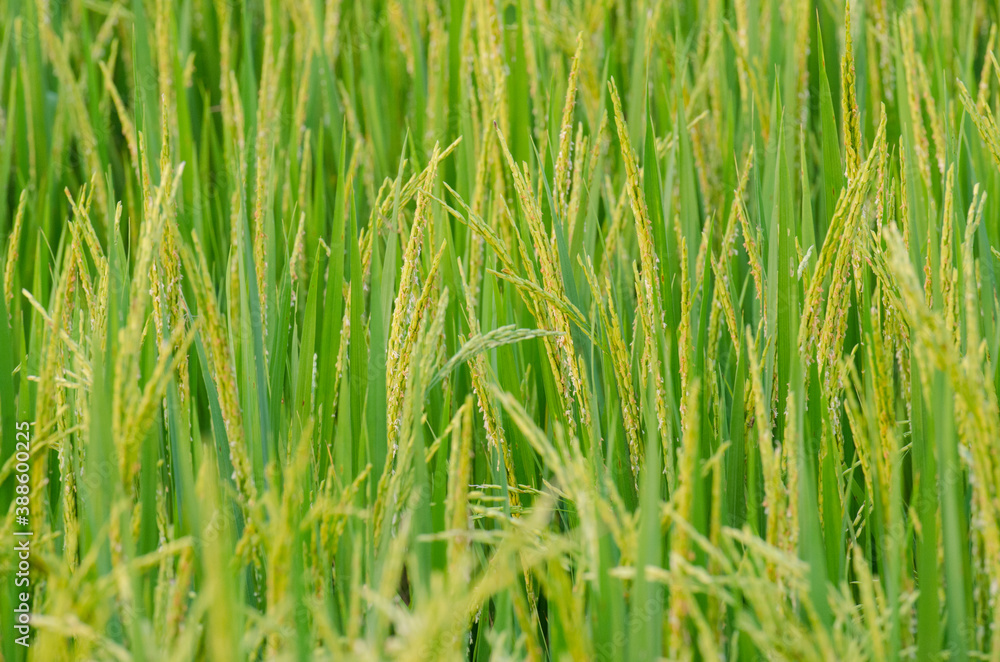 paddy paddy