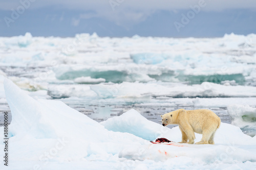 Male polar bear  Ursus maritimus   with seal prey  Svalbard  Norway
