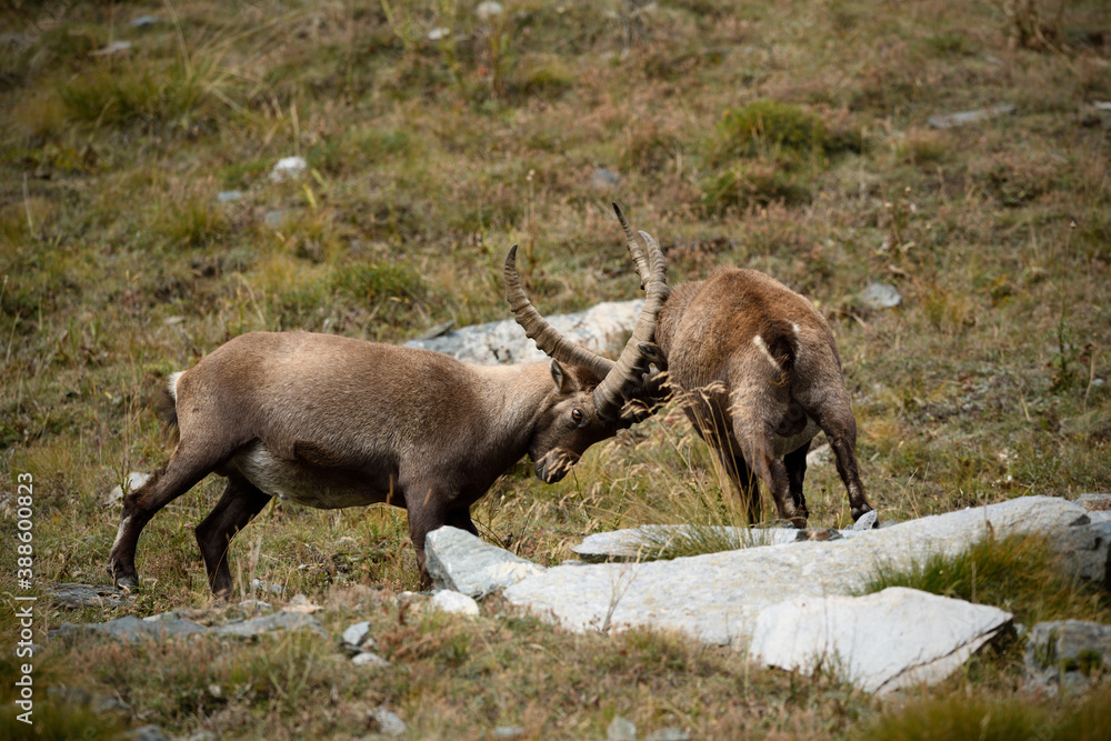 Alpine ibexes fight locking horns on an autumn mountain meadow Alpine ibexes fight locking horns on an autumn mountain meadow