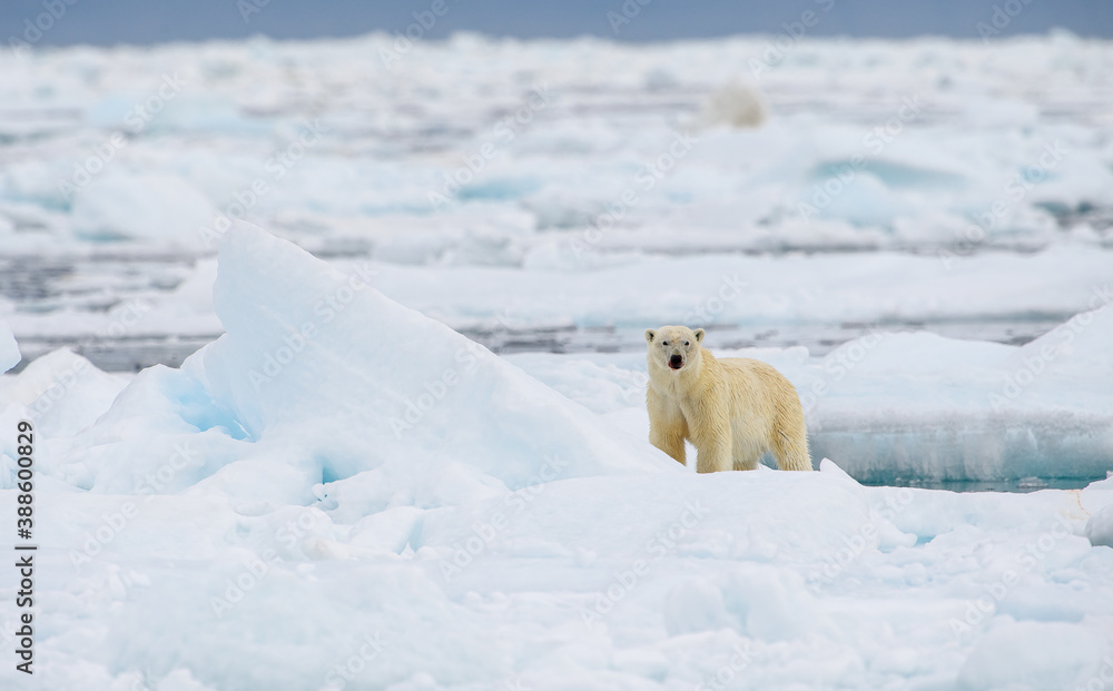Male polar bear (Ursus maritimus), with seal prey, Svalbard, Norway Male polar bear (Ursus maritimus), with seal prey, Svalbard, Norway