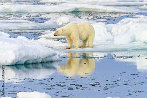 Blood stained polar bear  Ursus maritimus   Svalbard  Norway