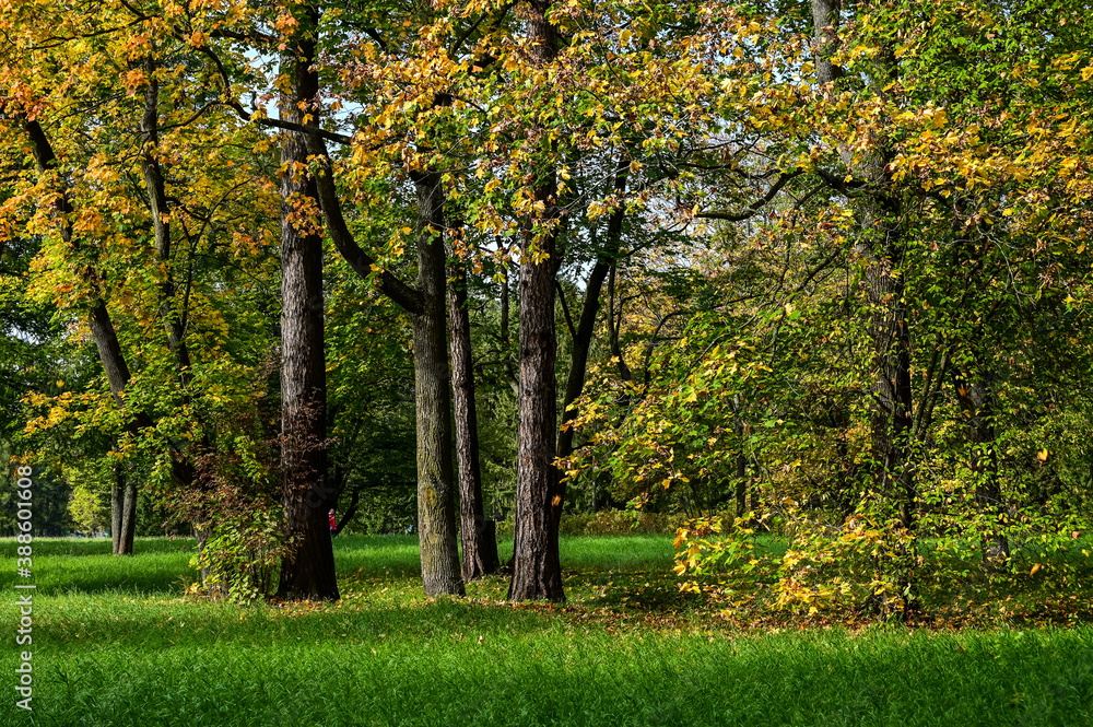 Majestic particolored forest with sunny beams. Natural park. Dramatic unusual scene. Red and yellow autumn leaves. Beauty world.