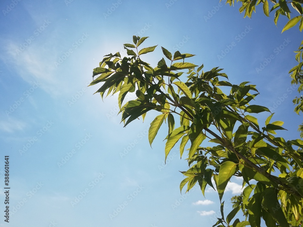 leaves and blue sky leaves and blue sky