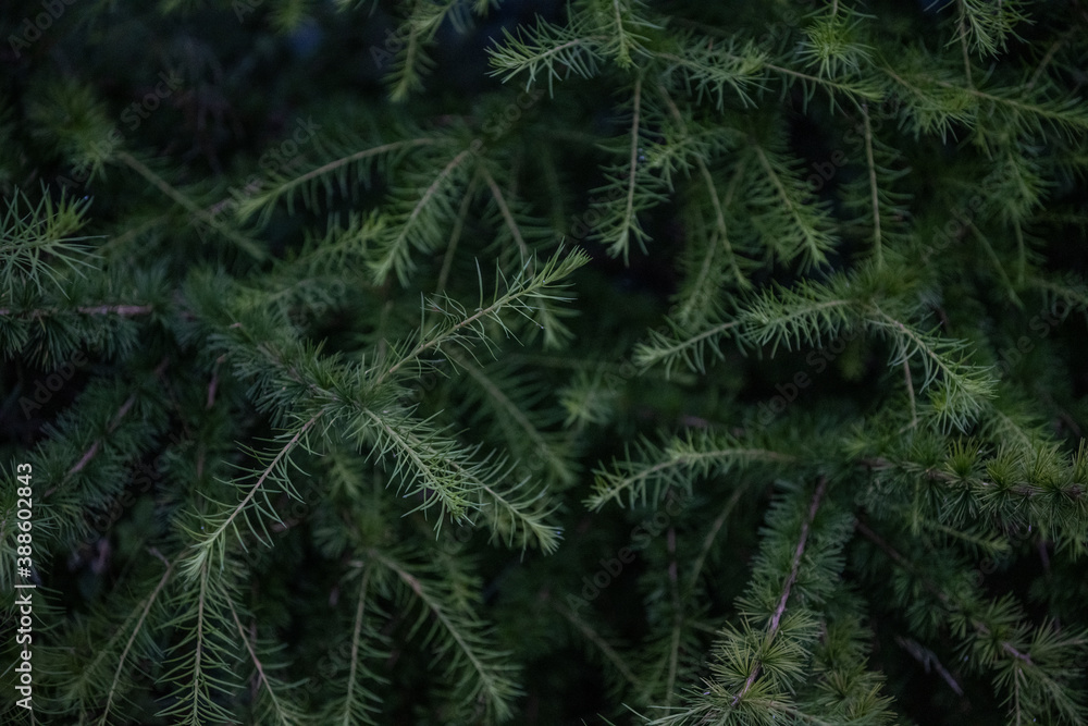 iglak piękny zielony cudowna natura iglak piękny zielony cudowna natura