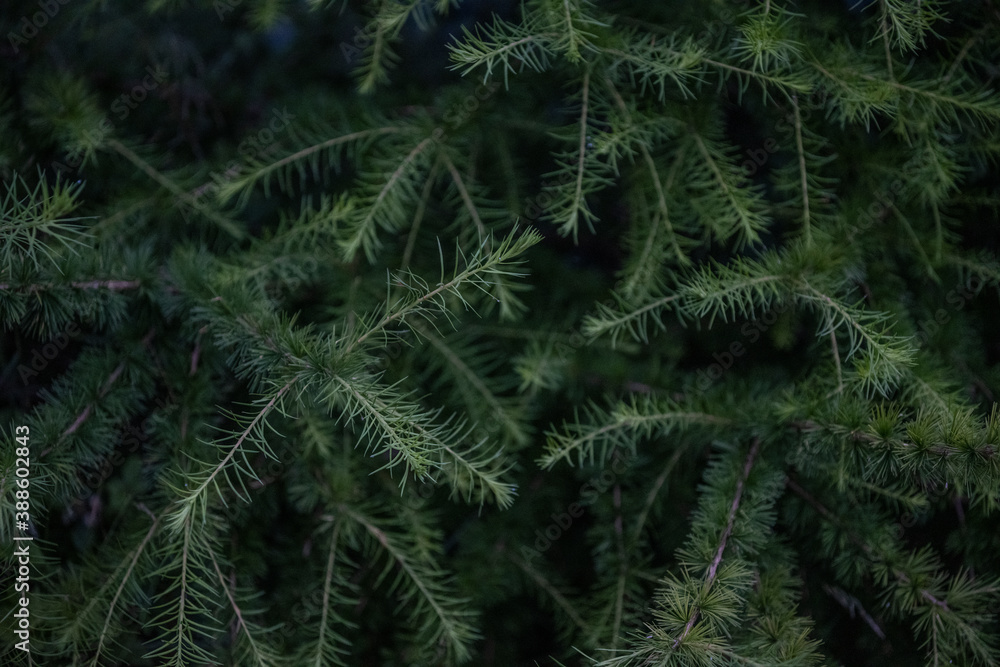 iglak piękny zielony cudowna natura 