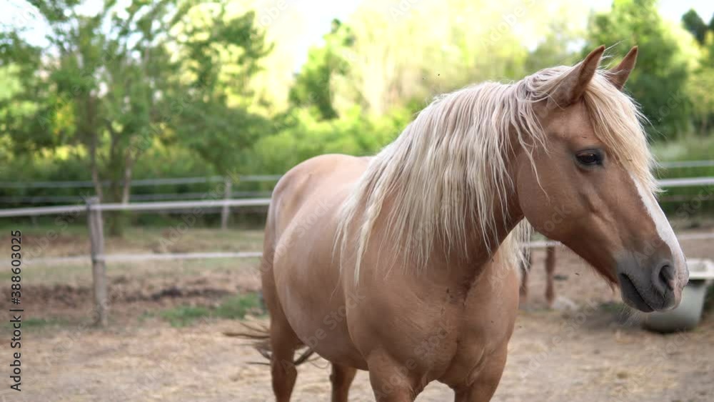 A horse in the foreground in his stable.