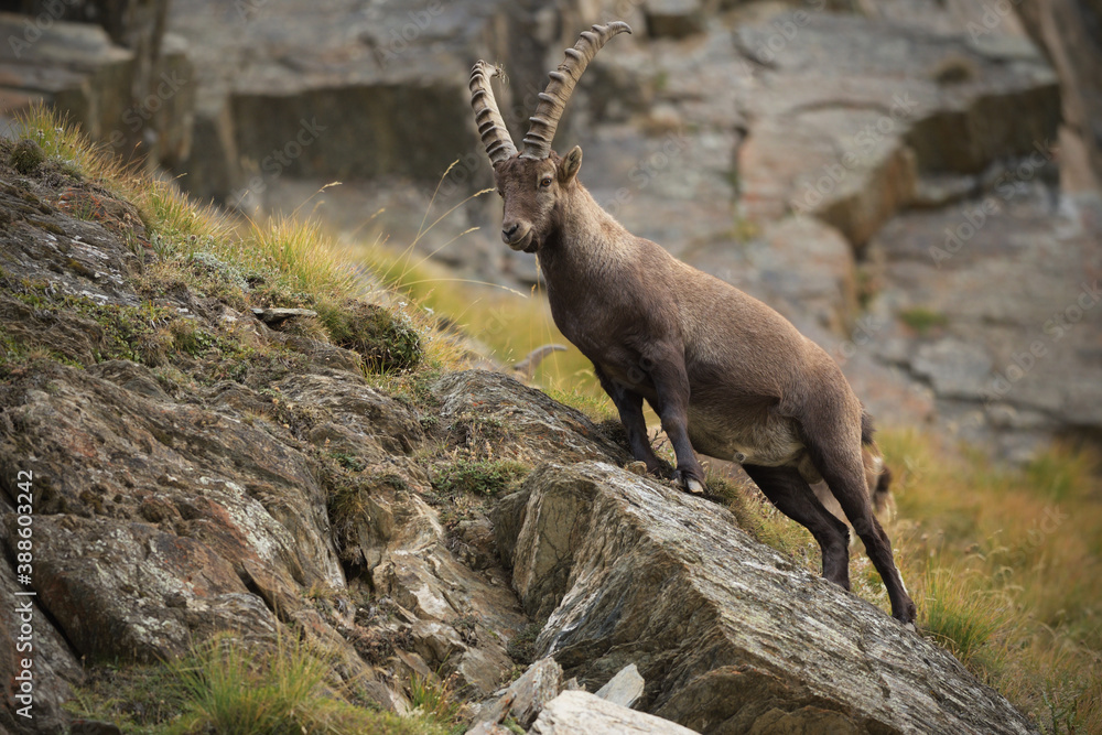 Alpine ibex staying on a rock Alpine ibex staying on a rock