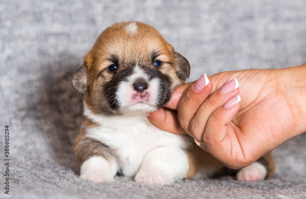 newborn puppy welsh corgi pembroke newborn puppy welsh corgi pembroke