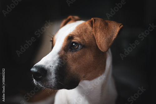 Portrait of a cute and young black mouth cur and hound mix dog