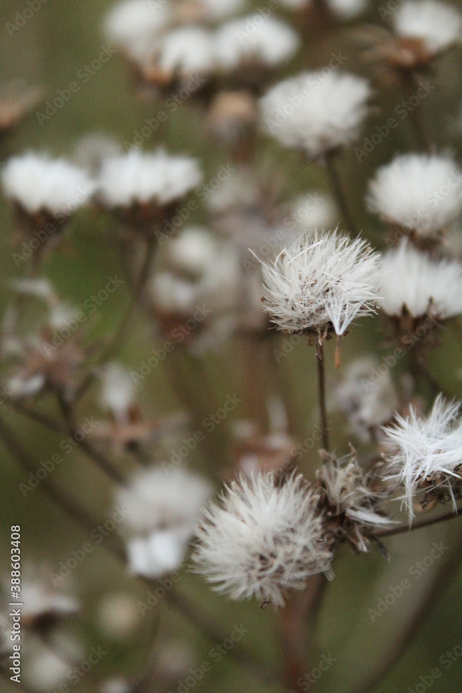 Light nature plants