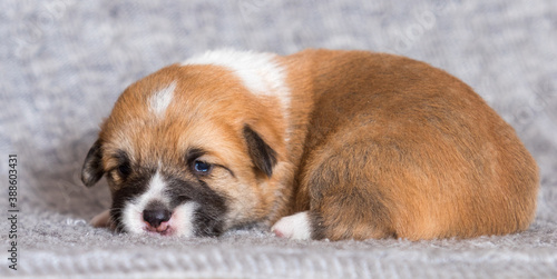 newborn puppy welsh corgi pembroke © Happy monkey