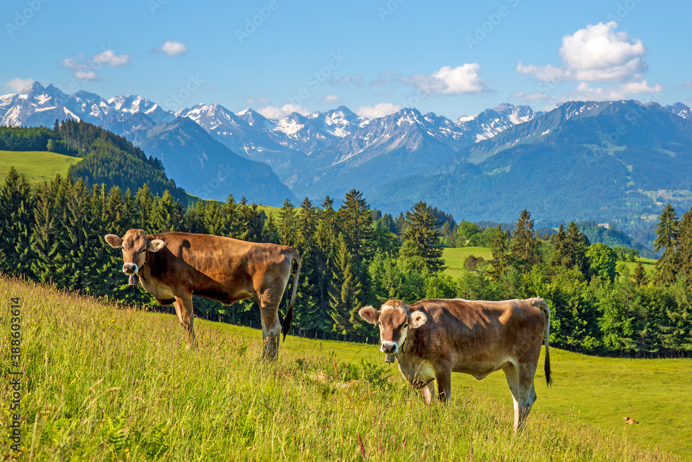 Kühe - Allgäu - Berge - Alpen - Panorama - Sommer