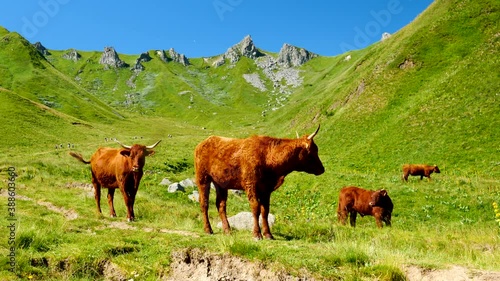 cow herd in green mountain-French Salers cows photo